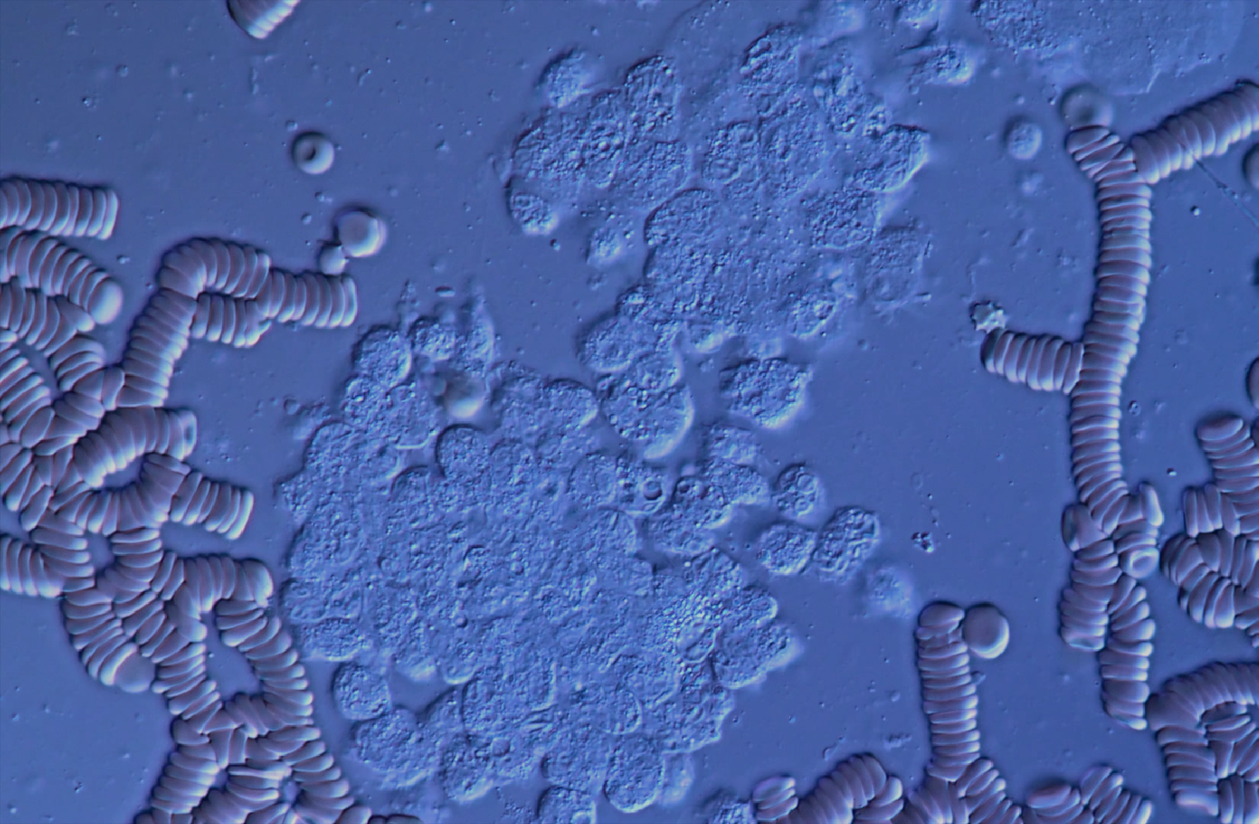 What Is the Gut Microbiome? Understanding Your Inner Ecosystem